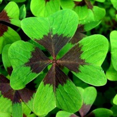 第二次世界大战最后的战场手游下载