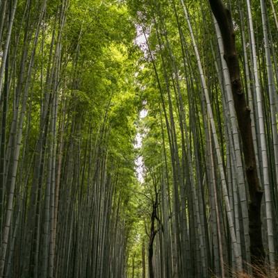 仙道纵横手机版下载